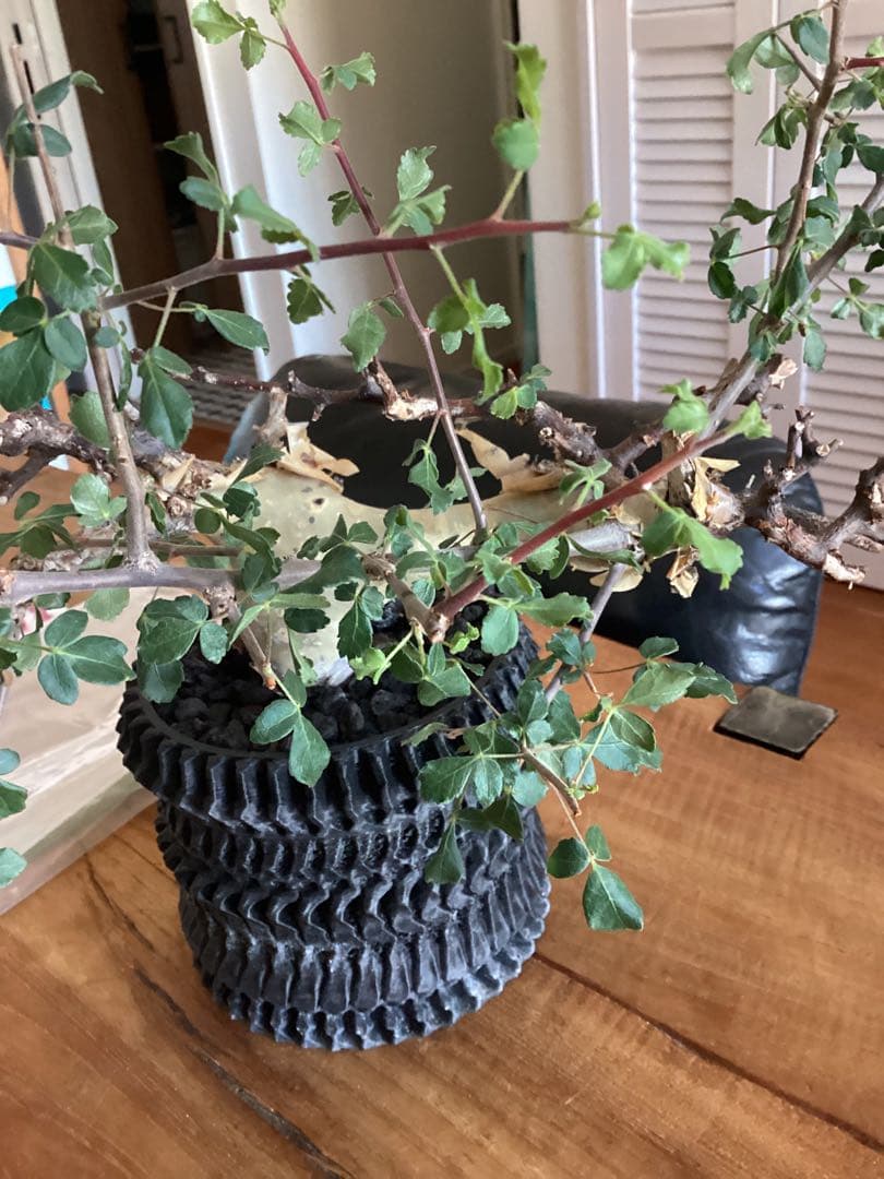 コミフォラ　カタフ　ターカネンシス　鉢付き　低重心