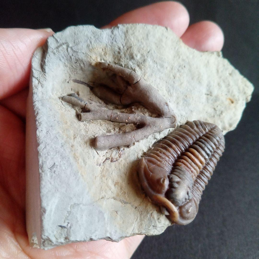 化石　骨格　標本　三葉虫　カリメネ　極美麗　ナチュラル