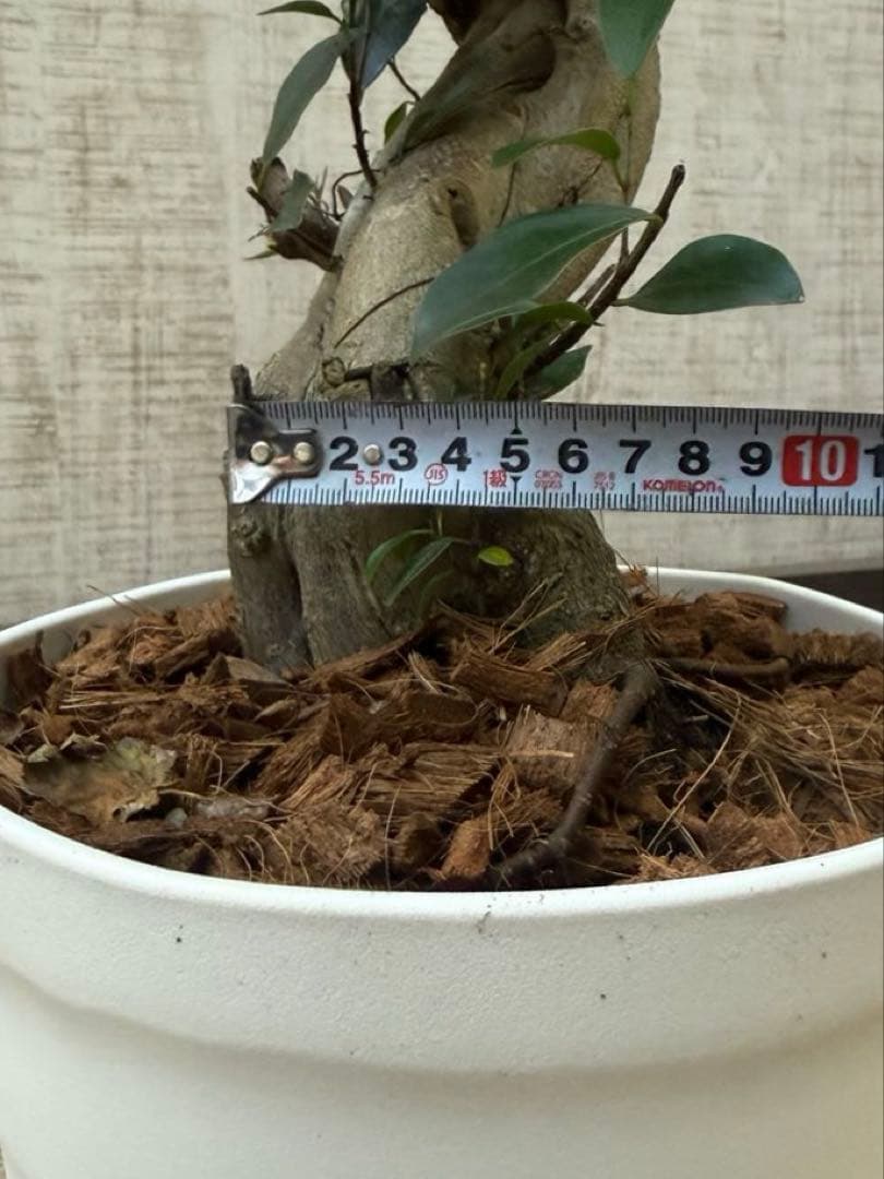 ☆ ガジュマル 太幹ねじり♪ 78cm 7号Pot♪