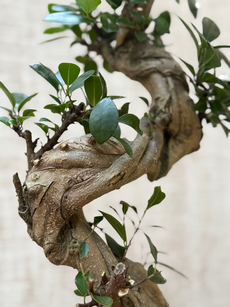 ☆ ガジュマル 太幹ねじり♪ 78cm 7号Pot♪