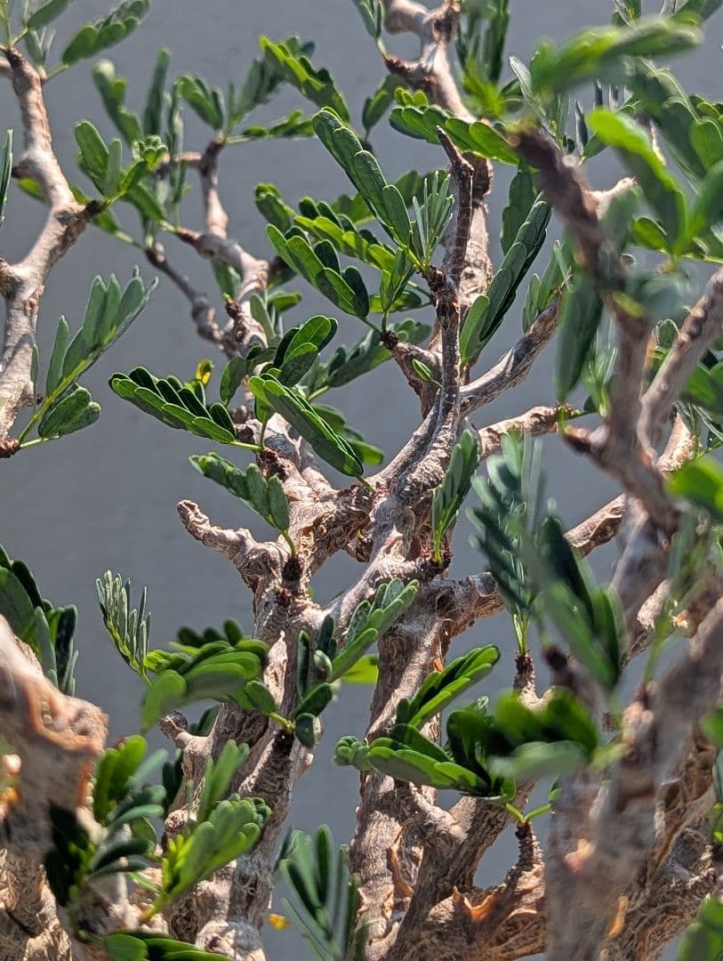 火*＠様 1/31までセール！センナ メリディオナリス　美株