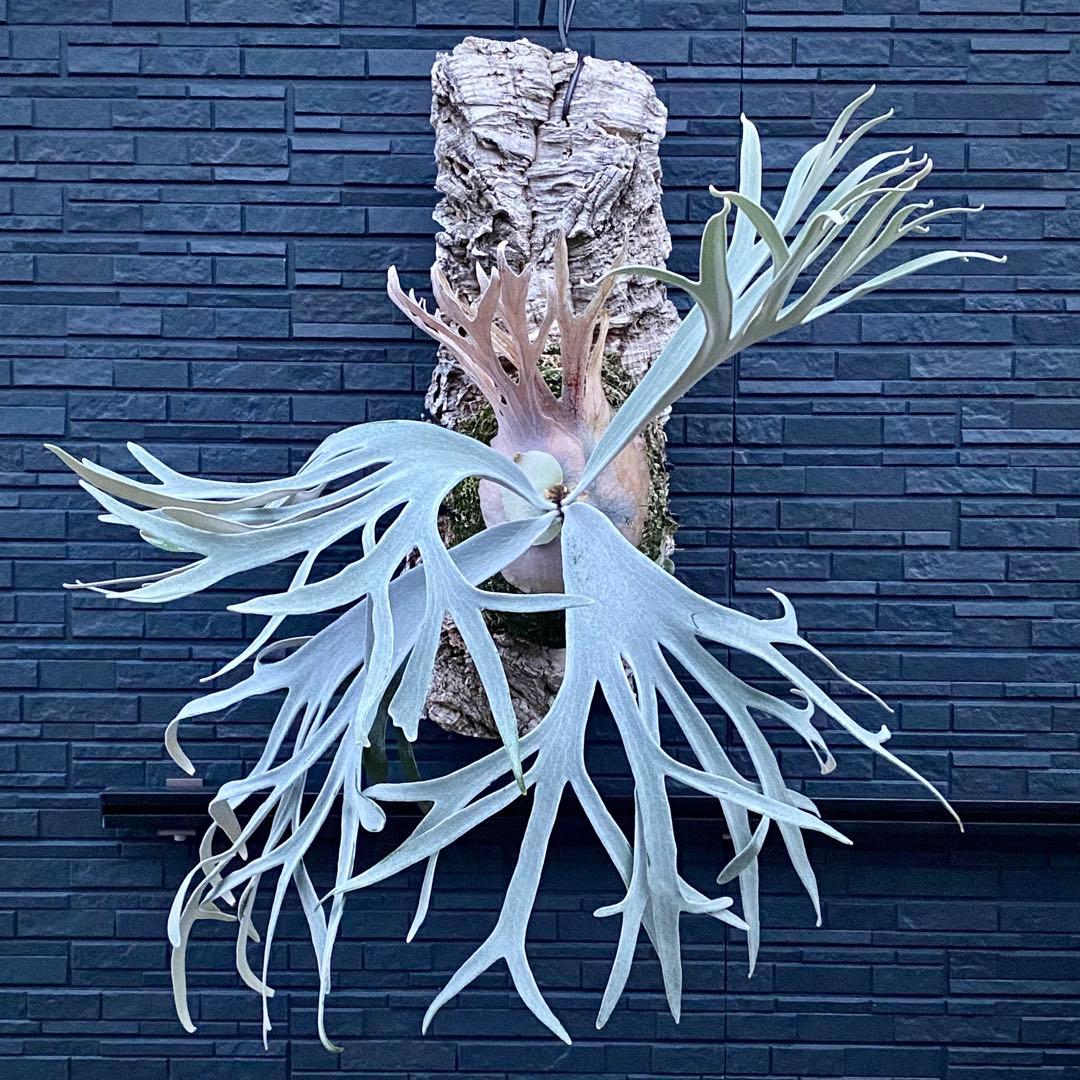 ビカクシダ ペドロ　P.willinckii cv.Pedro OC株