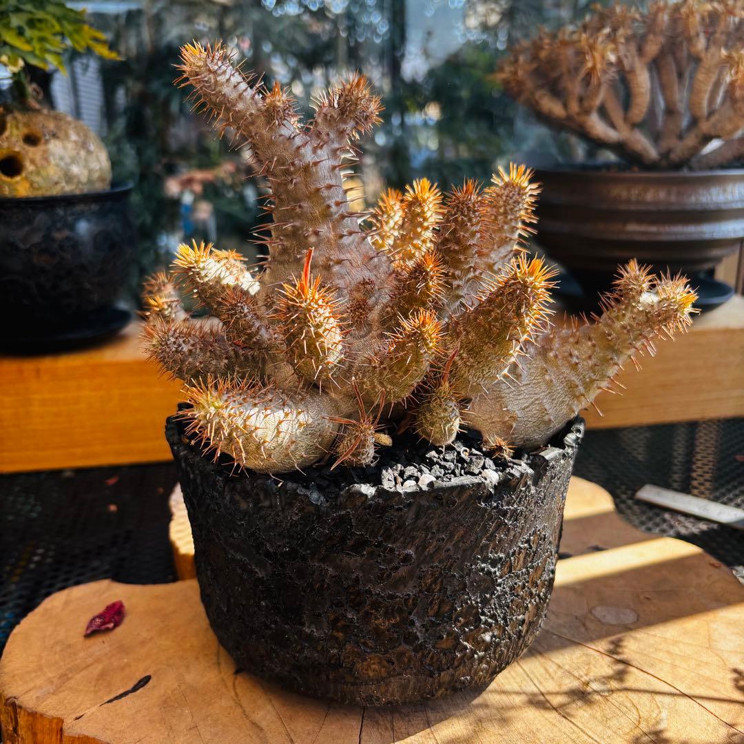 短期間限定超特価！ コレクション株 超多頭 パキポディウム グラキリス 中川智治