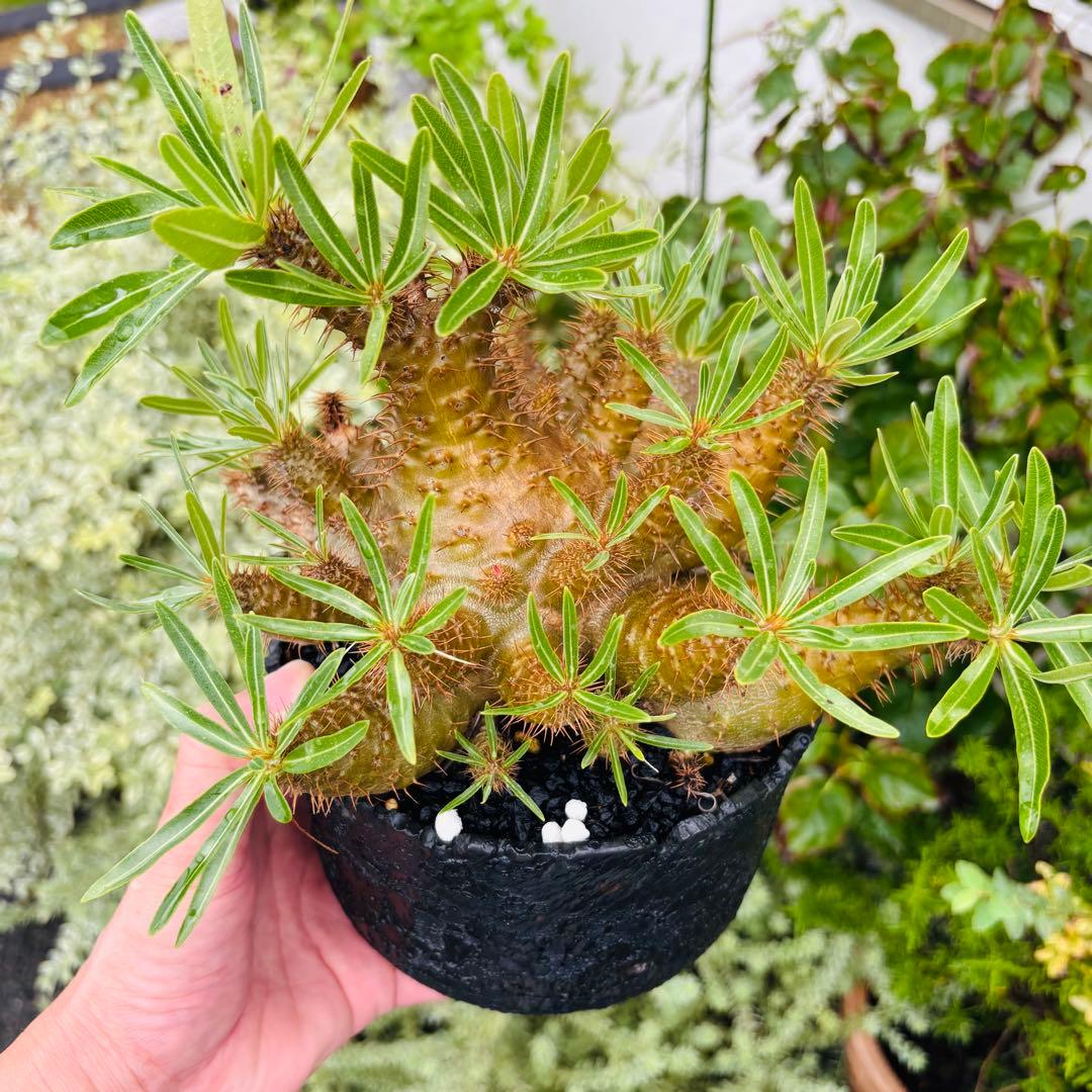 短期間限定超特価！ コレクション株 超多頭 パキポディウム グラキリス 中川智治