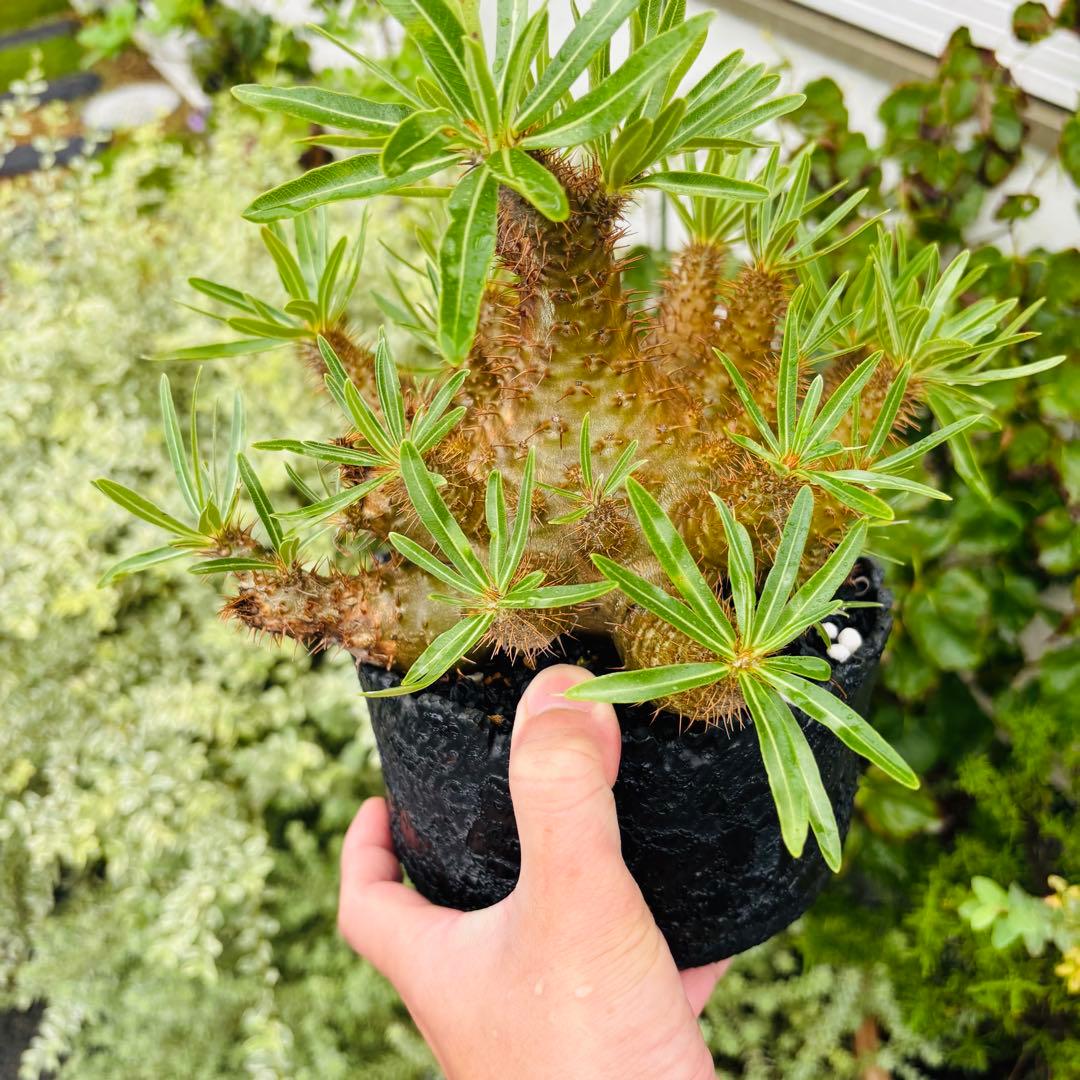 短期間限定超特価！ コレクション株 超多頭 パキポディウム グラキリス 中川智治