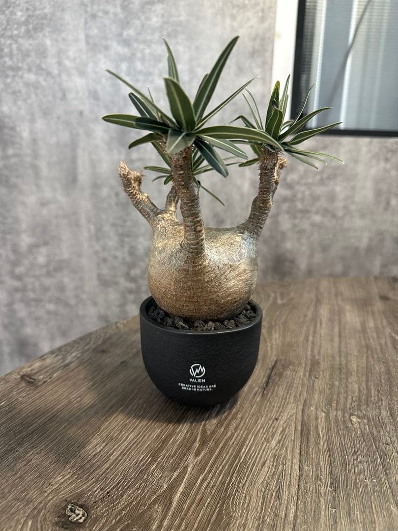 パキポディウム・グラキリス　valiem