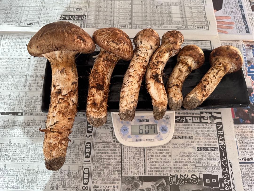 松茸　北海道　600g　訳あり　① 国産