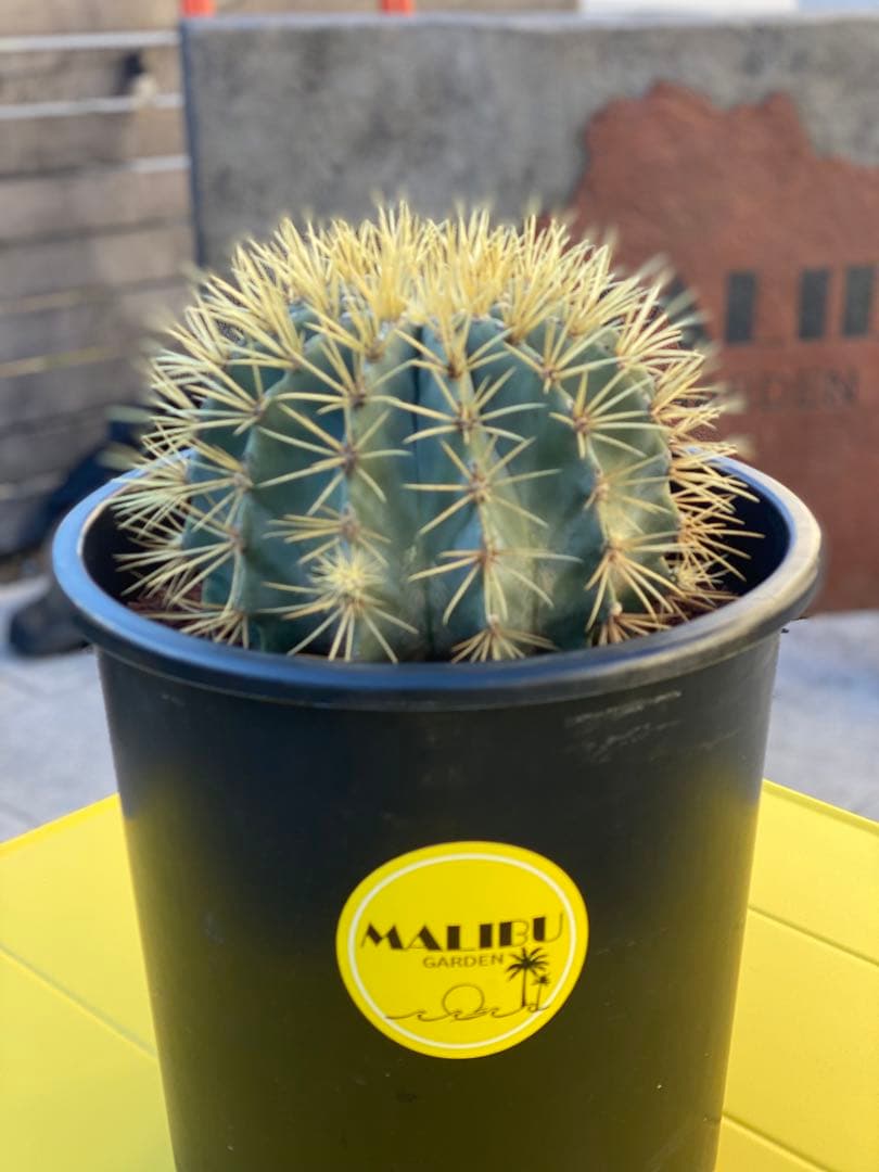 ⭐︎初売り⭐︎王冠竜