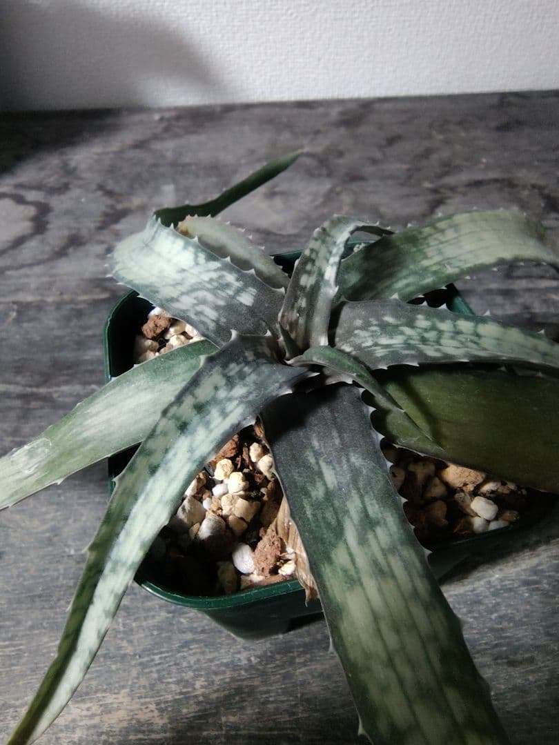 レア種 アロエ アンカラネンシス（実生苗）