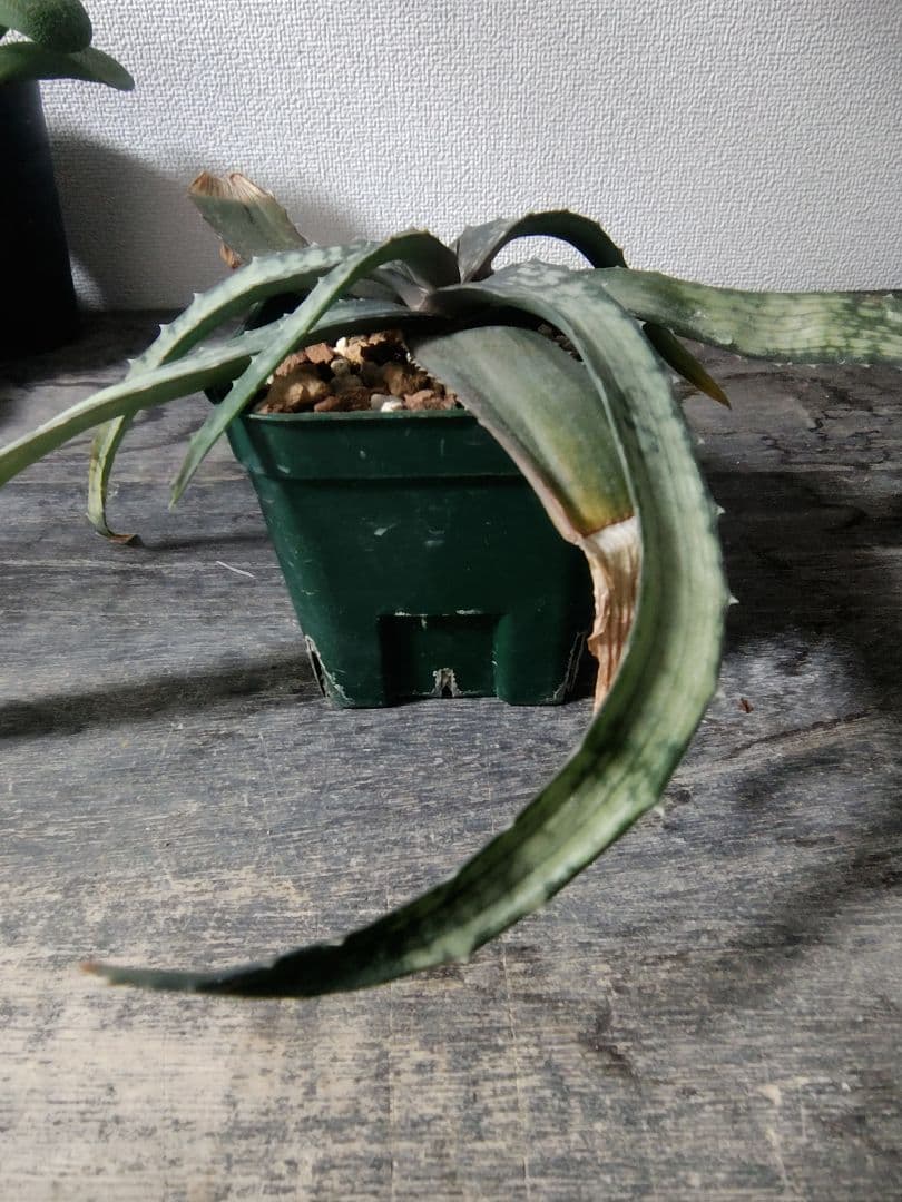 レア種 アロエ アンカラネンシス（実生苗）