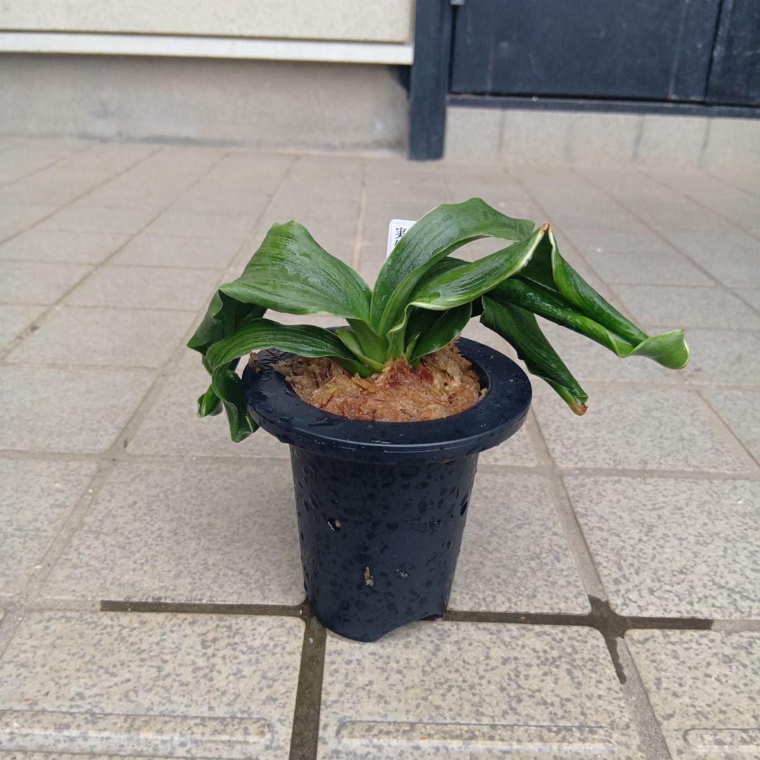 a*e様 万年青　おもと　四君子の実生