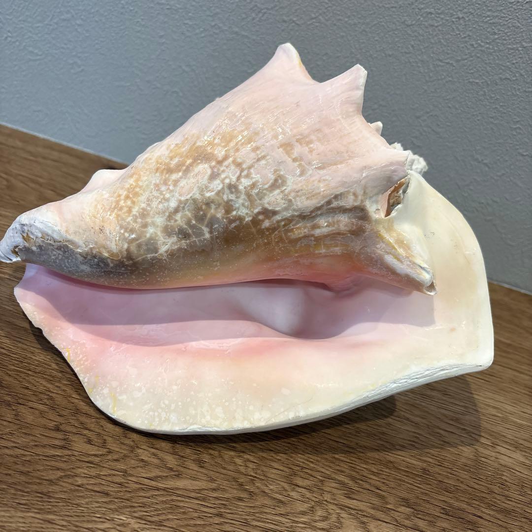 コンク貝　ピンク貝　オブジェ　法螺貝　貝殻　ほら貝　ピンク