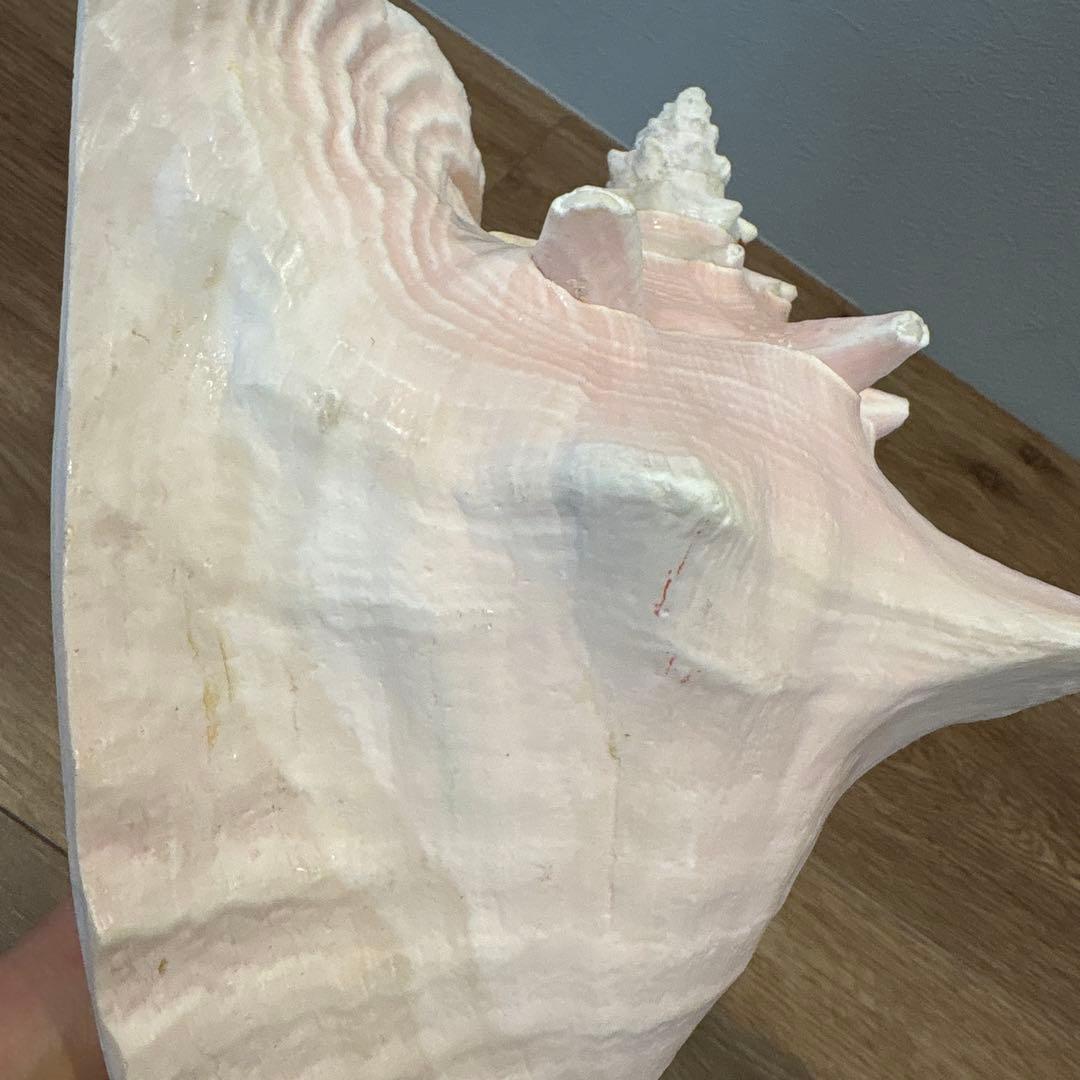 コンク貝　ピンク貝　オブジェ　法螺貝　貝殻　ほら貝　ピンク