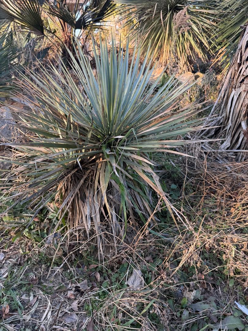 ユッカ　トンプソニアーナ