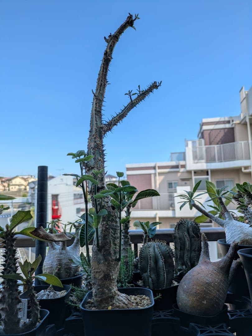 アデニア アクレアータ 発根済み 高さ約46cm