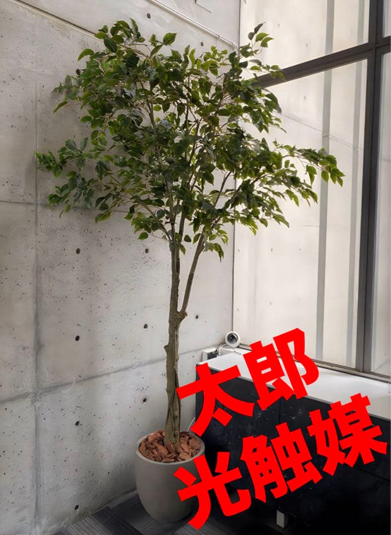 光触媒　人工観葉植物　ウォールグリーン　フェイクグリーン　ベンジャミン240