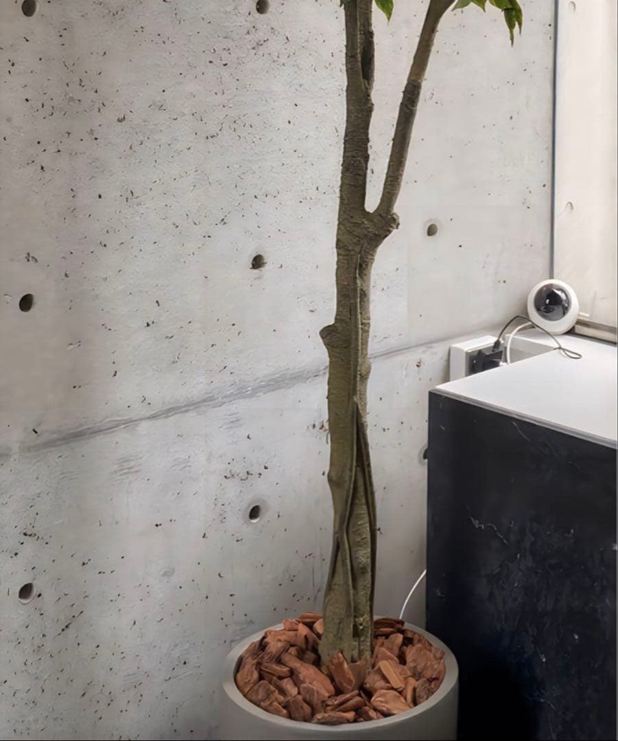 光触媒　人工観葉植物　ウォールグリーン　フェイクグリーン　ベンジャミン240