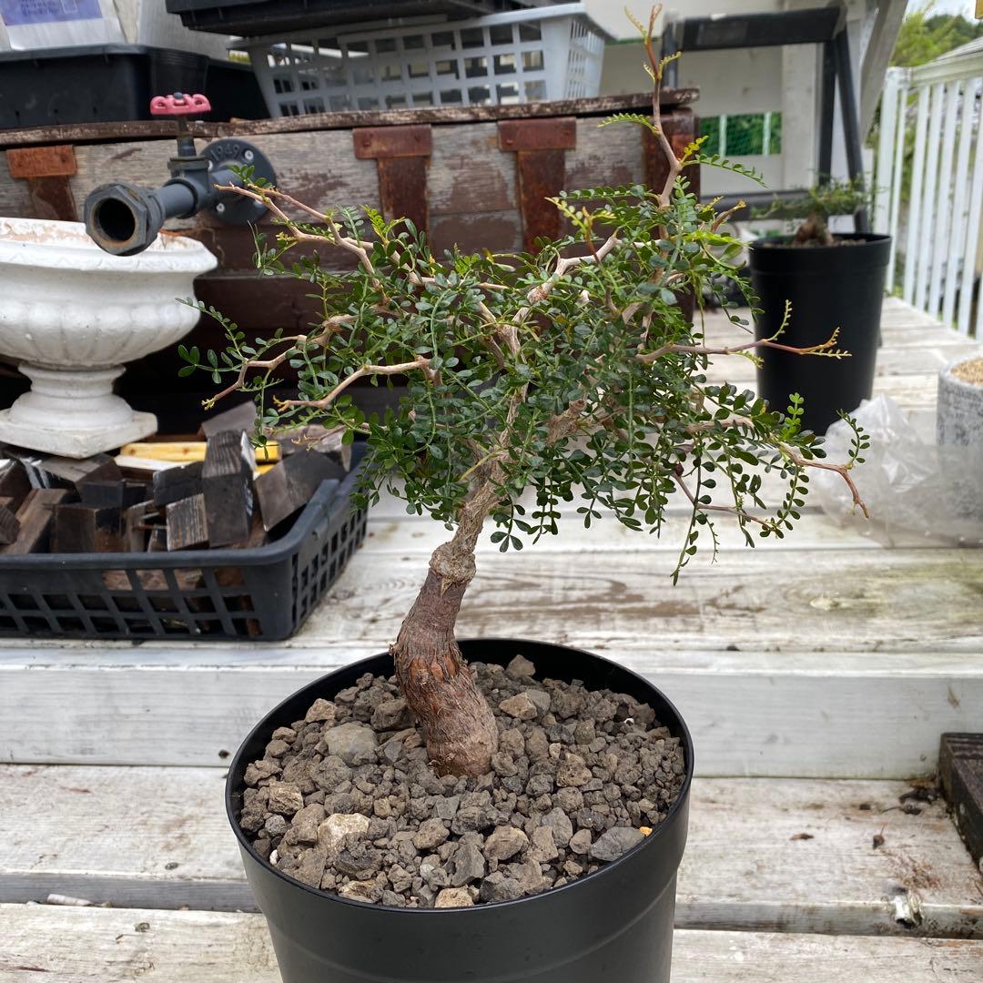 オペルクリカリア　パキプス