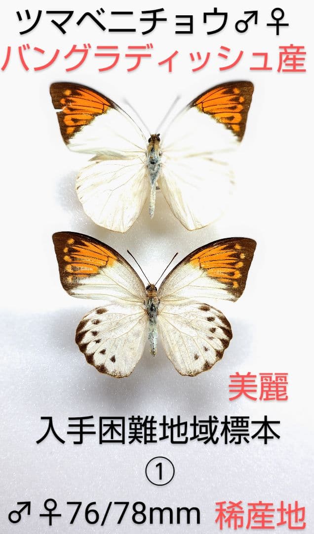 ツマベニチョウ♂♀標本★バングラディッシュ産★入手困難地域・貴重標本