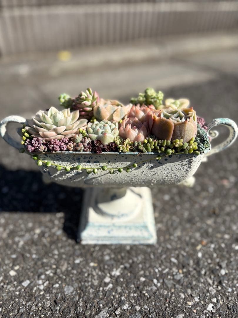 多肉植物の寄せ植え　すぐに飾れる　錦入り