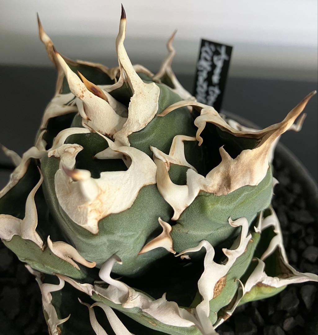 【専用】コレクション放出　アガベ白鯨　コンパクト強刺ボール　トップ超ロング