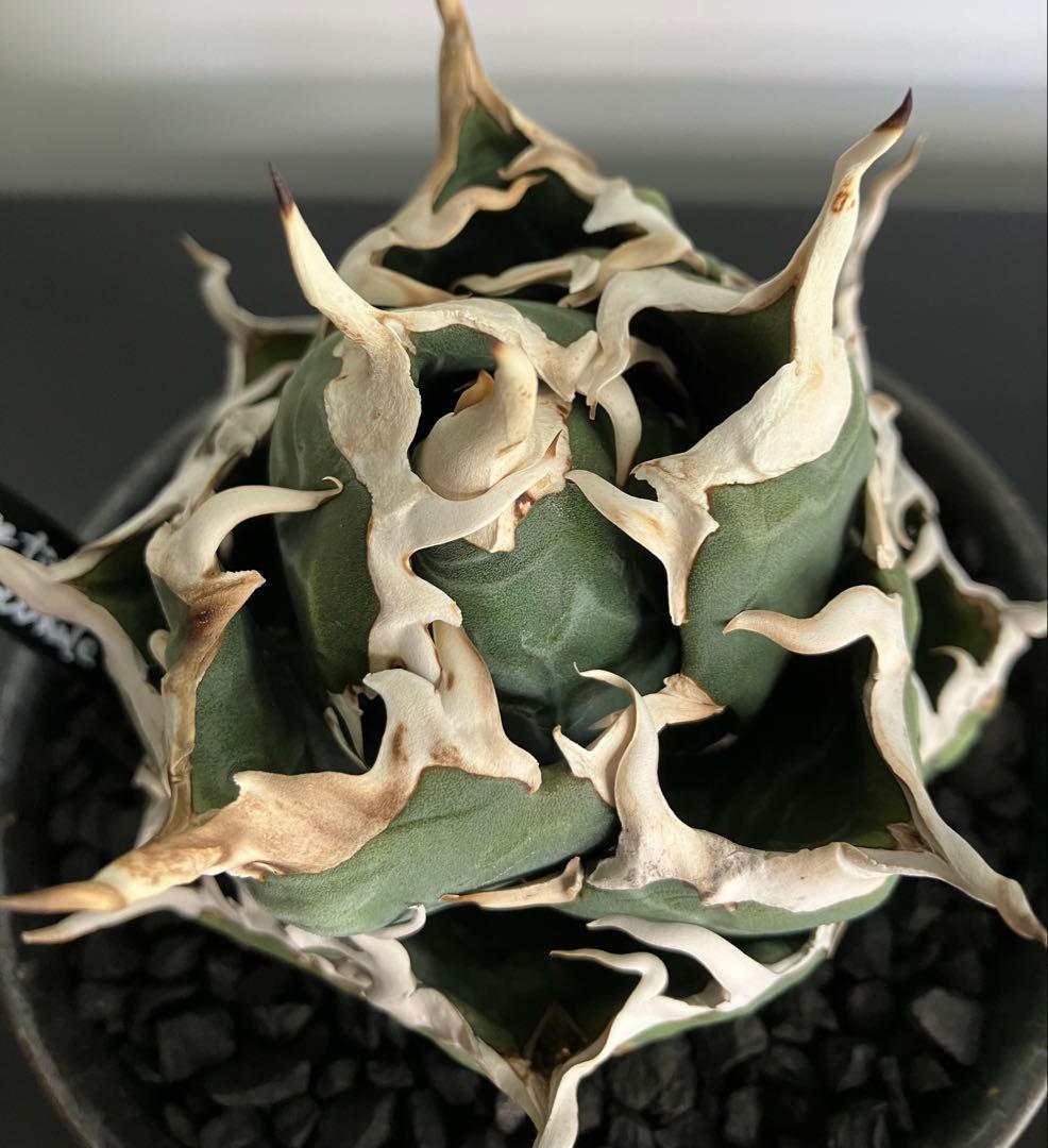 【専用】コレクション放出　アガベ白鯨　コンパクト強刺ボール　トップ超ロング