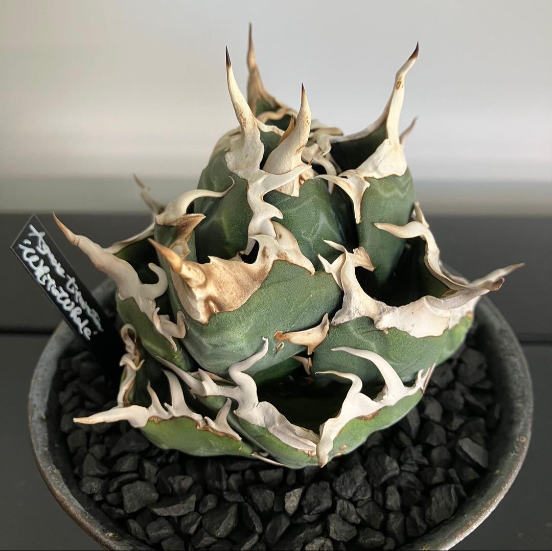 【専用】コレクション放出　アガベ白鯨　コンパクト強刺ボール　トップ超ロング