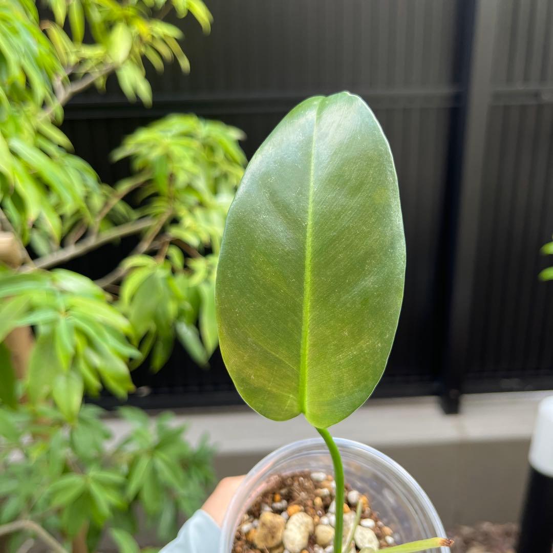 130 Ivan Spirit フィロデンドロン　philodendoron