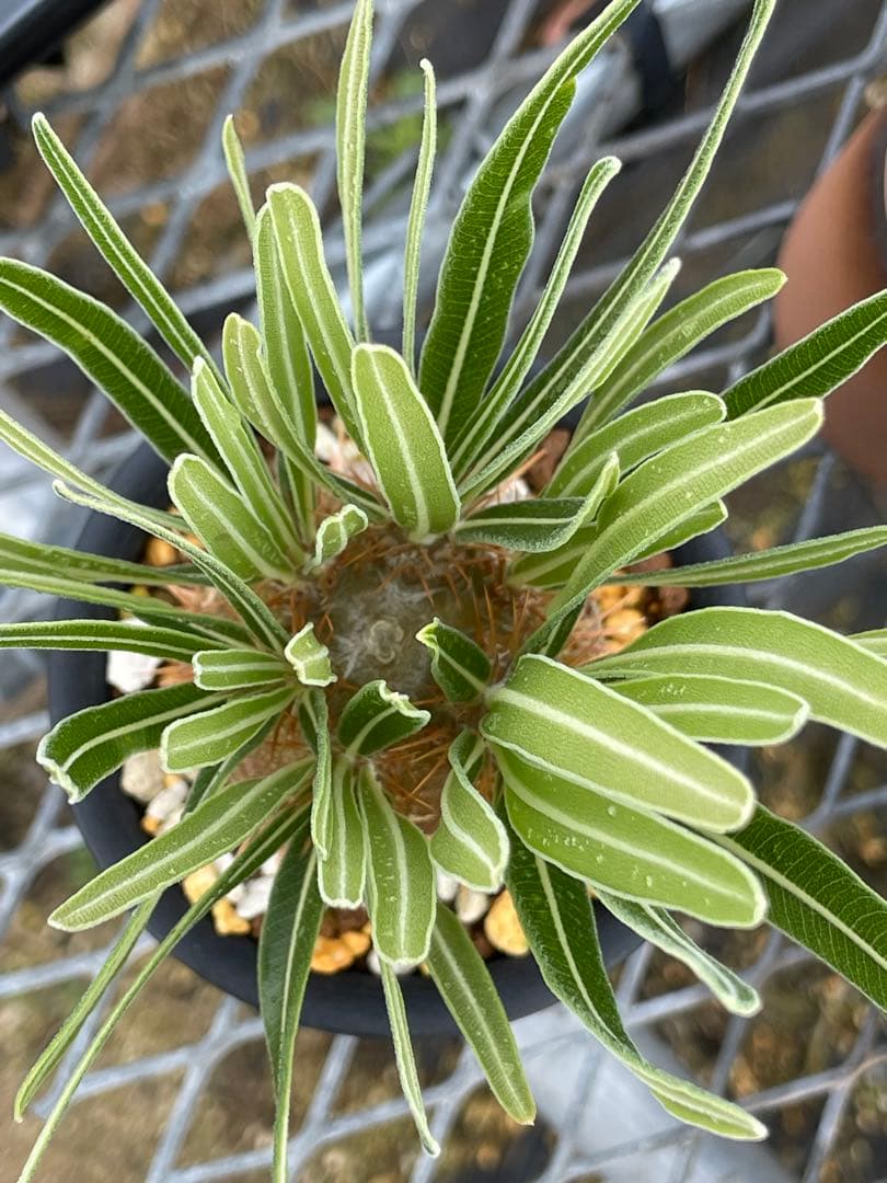 2019 実生　極上美株　コレクション　パキポディウム グラキリス　9cmポット