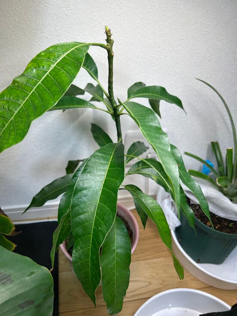 宮崎マンゴー苗　高さ45センチ