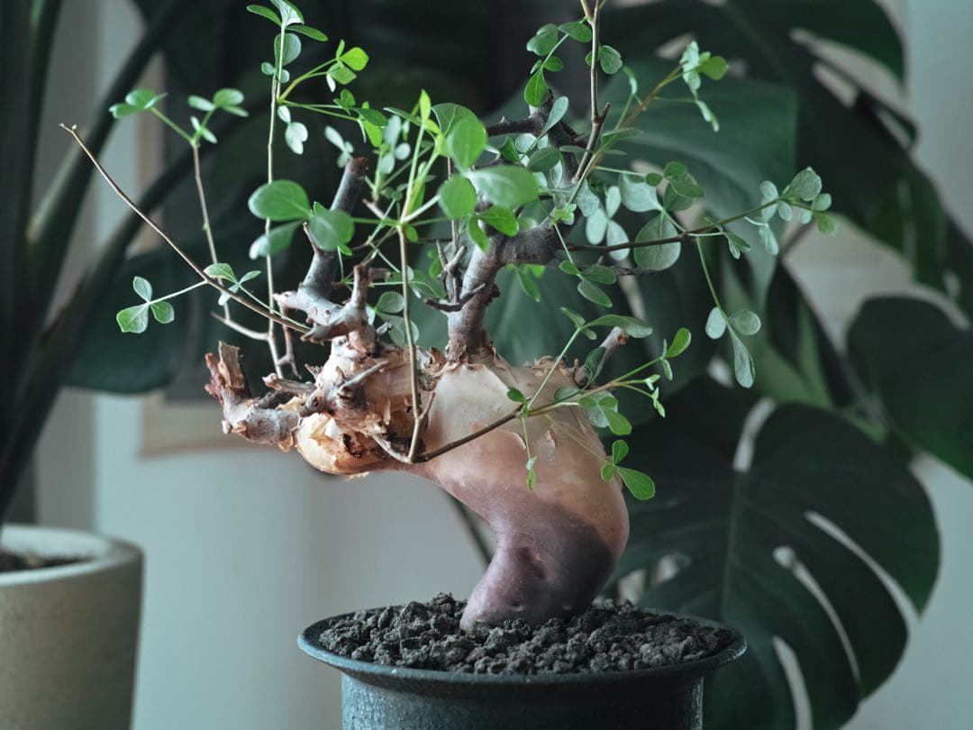 コミフォラ　カタフ　ピュア(ソマリア) 現地株　発根済