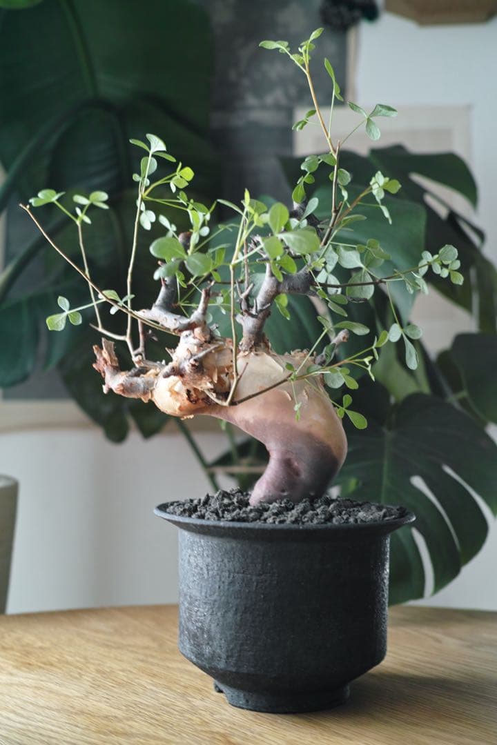 コミフォラ　カタフ　ピュア(ソマリア) 現地株　発根済