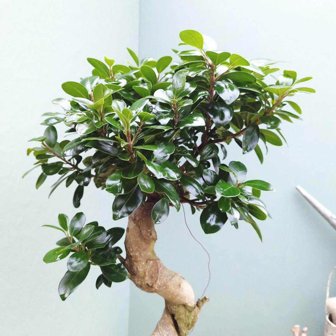 縁起物 曲がりガジュマル 昇り龍 (現品) 曲線 陶器 白ポット ７号