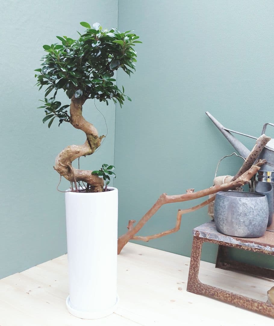 縁起物 曲がりガジュマル 昇り龍 (現品) 曲線 陶器 白ポット ７号