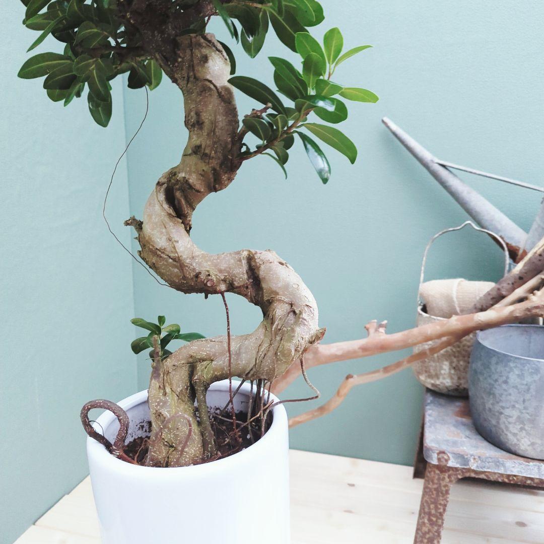 縁起物 曲がりガジュマル 昇り龍 (現品) 曲線 陶器 白ポット ７号