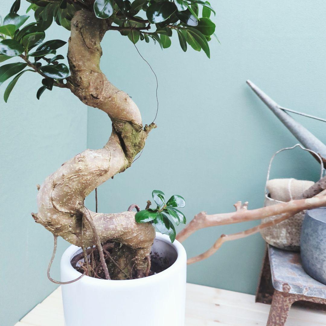 縁起物 曲がりガジュマル 昇り龍 (現品) 曲線 陶器 白ポット ７号