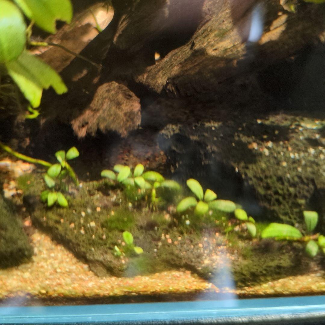 ブセファランドラ　写真のものすべて　水中葉　引退出品