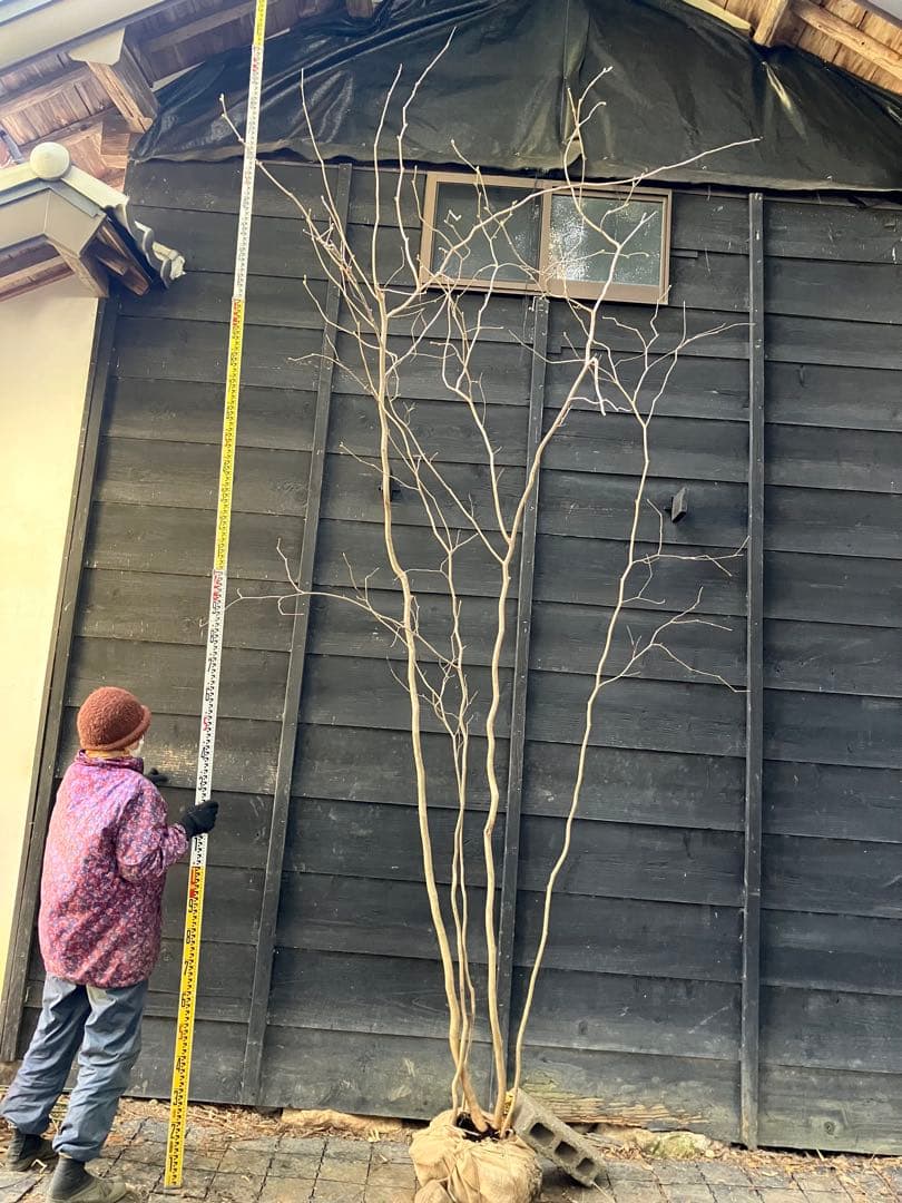 山採り　トサミズキ