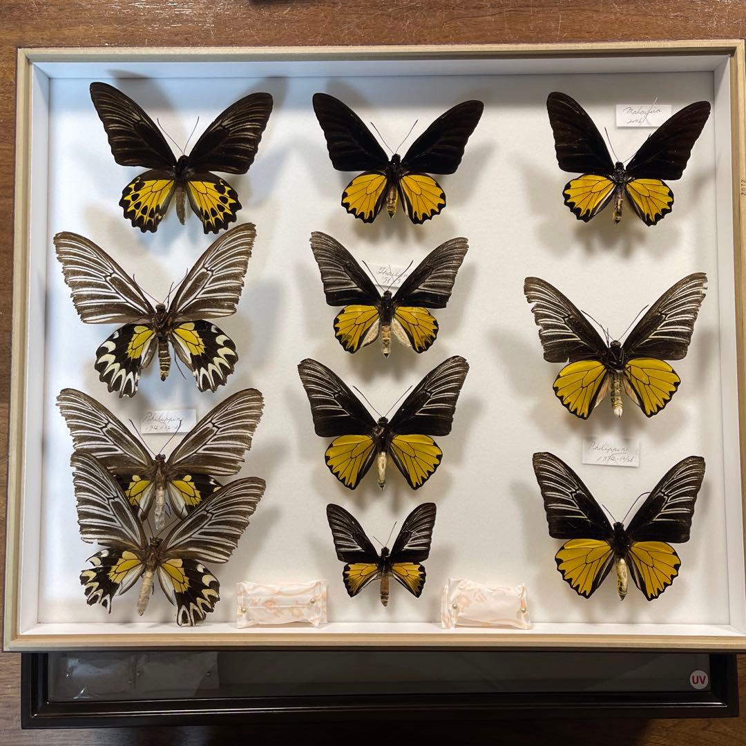 キシタアゲハ　11頭