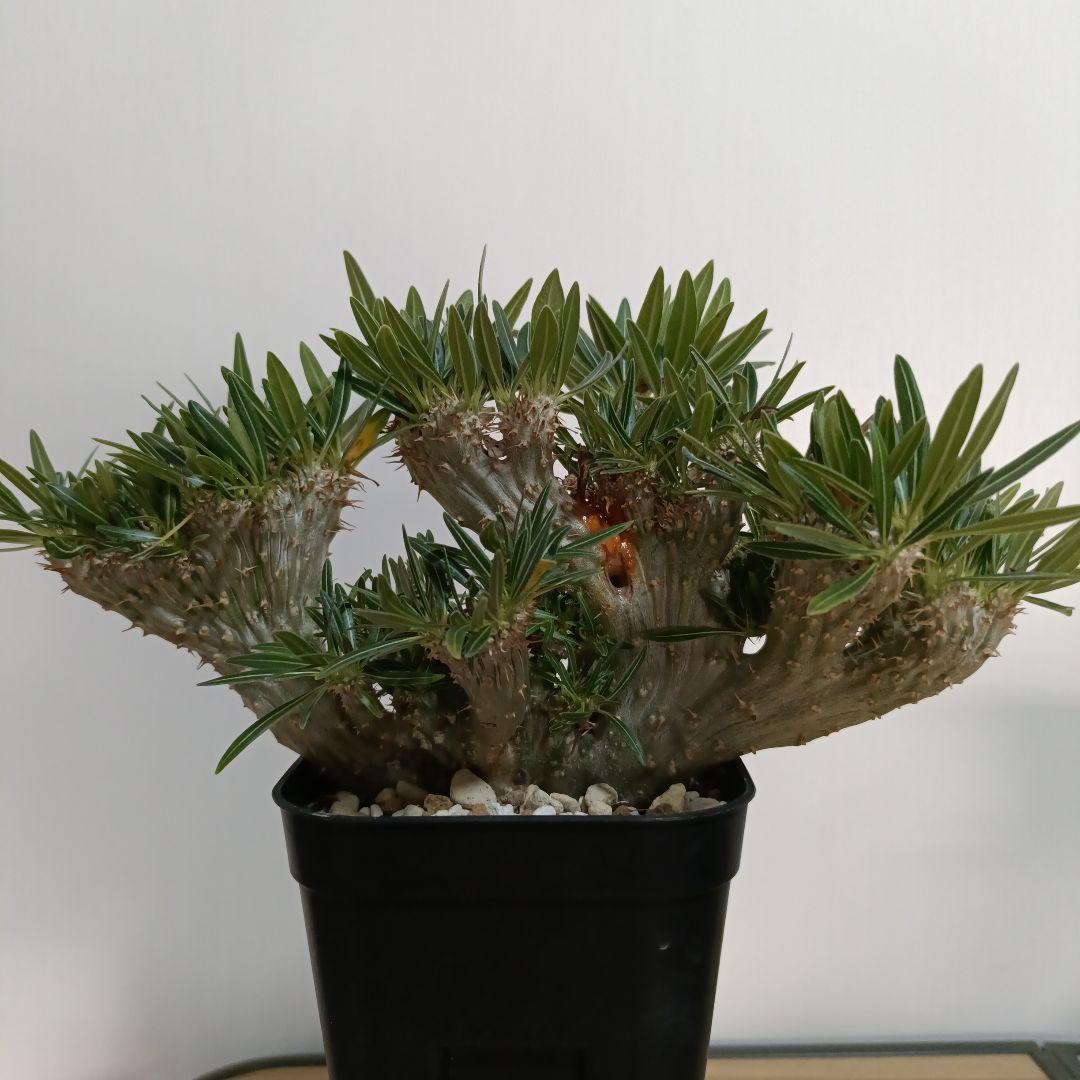 綴化　パキポディウム　グラキリス　特大　良型