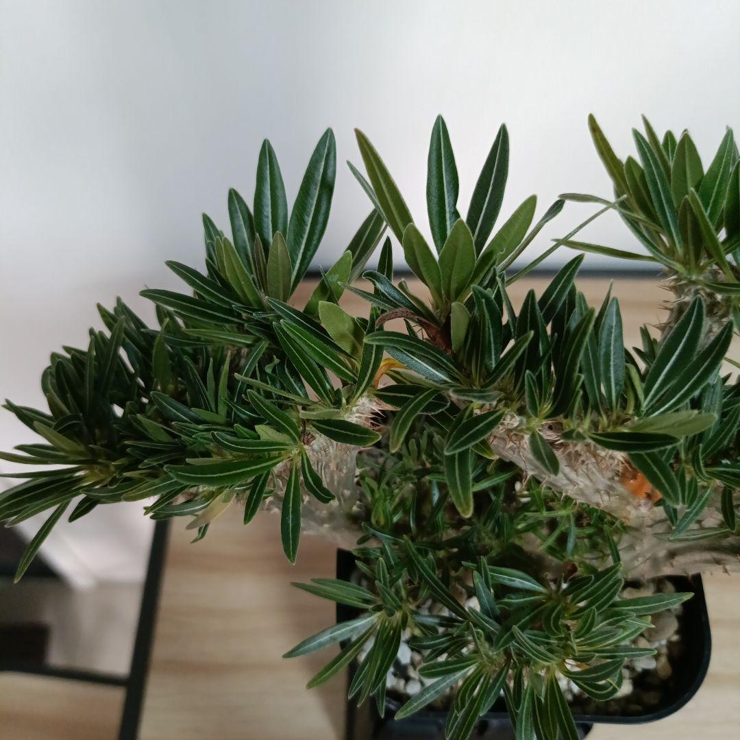 綴化　パキポディウム　グラキリス　特大　良型