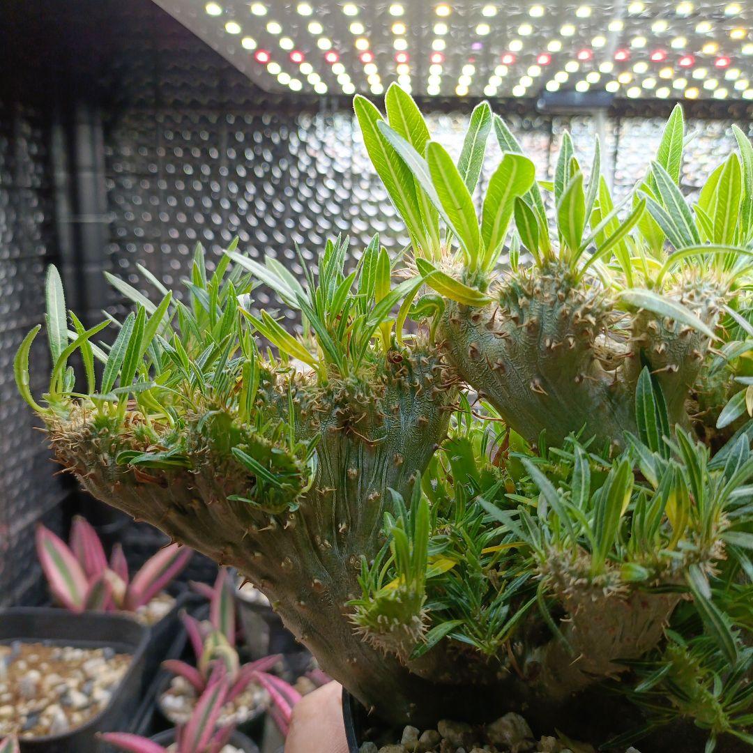 綴化　パキポディウム　グラキリス　特大　良型