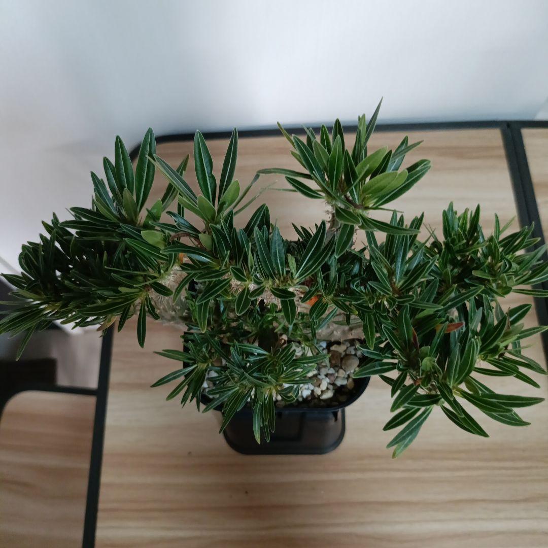 綴化　パキポディウム　グラキリス　特大　良型