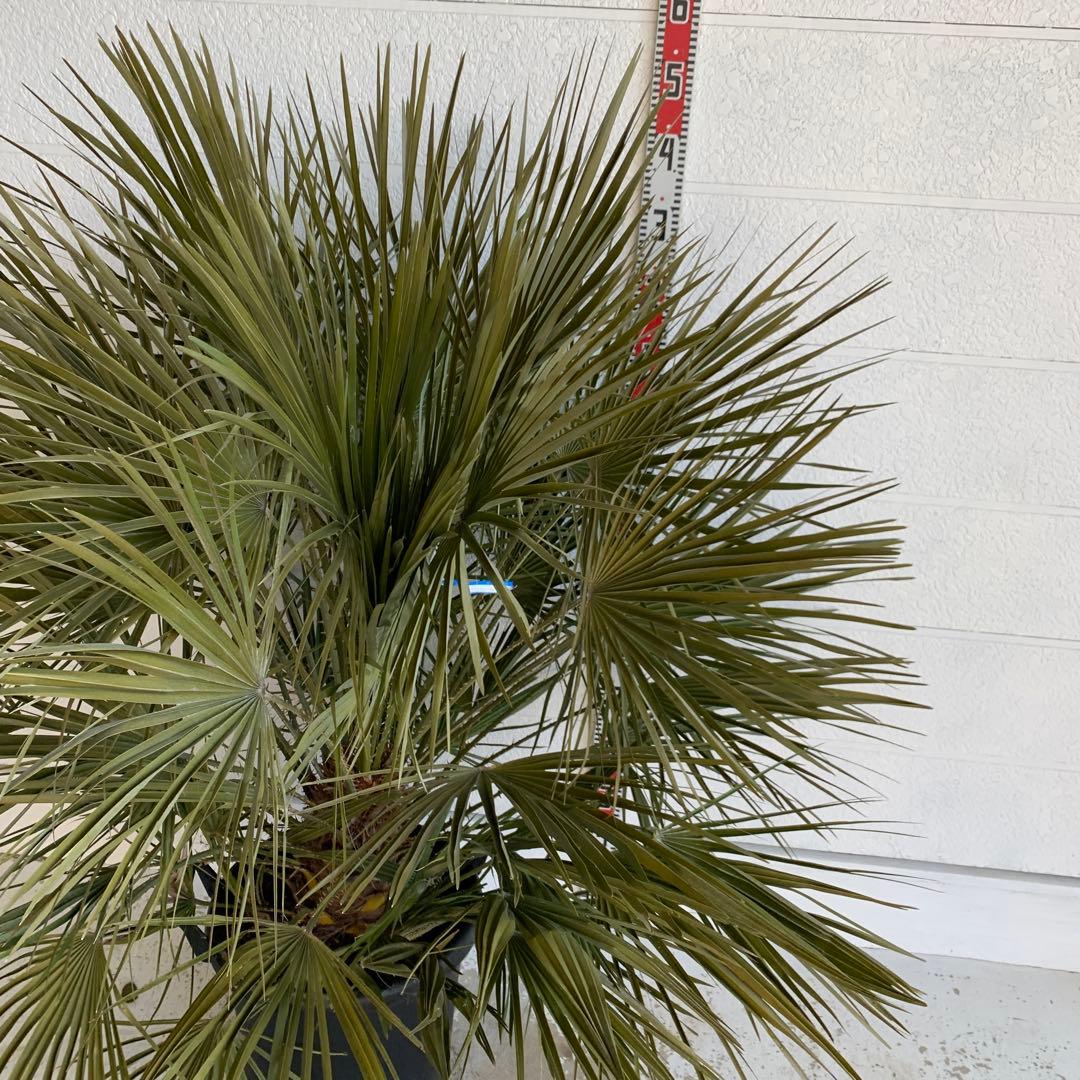 チャメロプス　大株　ドライガーデン　チャメロップス　耐寒性　アガベ 72