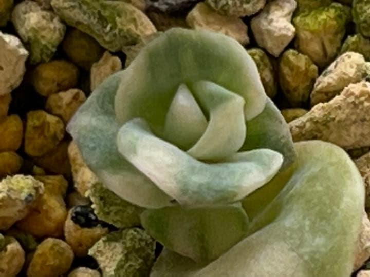 ❤️専用出品❤️ラブリーローズ錦　　　　　　　　　❤️可愛くなる予感①❤️