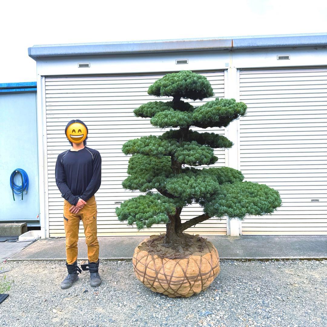 五葉松【特大】 引き取り、又は近畿地方のみ配達可能。 その他地方は要相談。