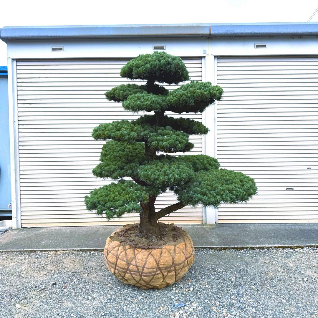 五葉松【特大】 引き取り、又は近畿地方のみ配達可能。 その他地方は要相談。