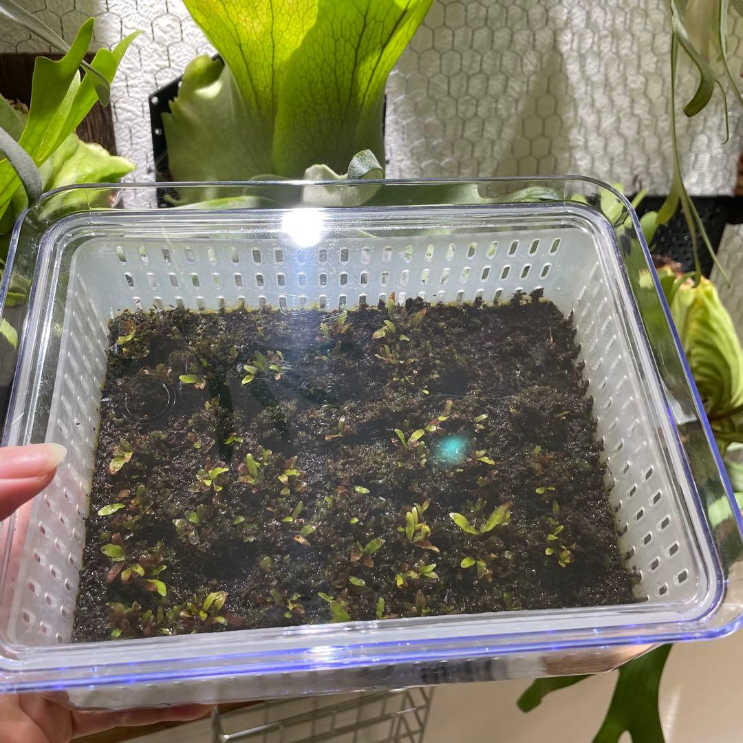 ビカクシダ　P.willinckii 'OMG' 前葉体・胞子体