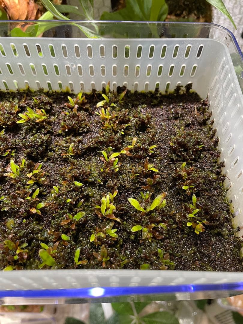 ビカクシダ　P.willinckii 'OMG' 前葉体・胞子体