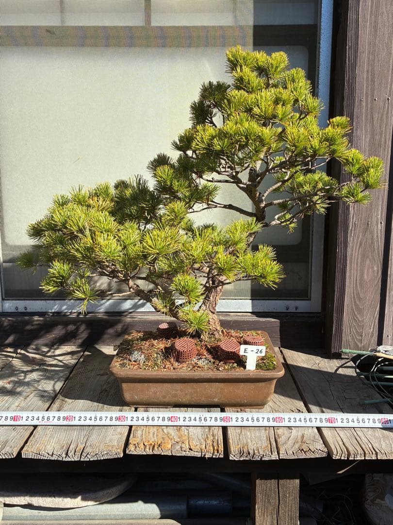 ★盆栽★ 赤石五葉松　E-26 樹齢70年以上　★愛媛県より発送★
